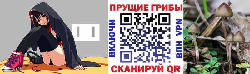 Галлюциногенные грибы Psilocybine cubensis Харовск
